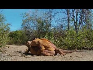 Land Iguana Fight | Galápagos | Lindblad Expeditions-National Geographic