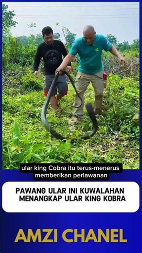 THIS SNAKE CHARMER FAILS TO CATCH A KING COBRA