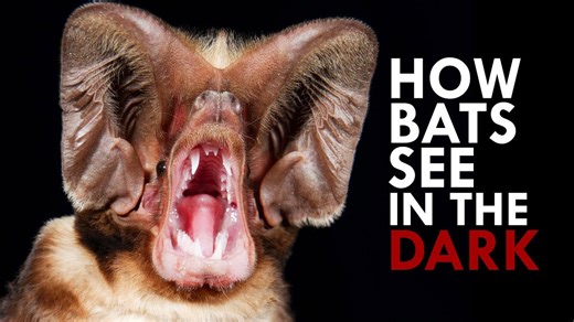 Echolocation: The Evolution of a Superpower