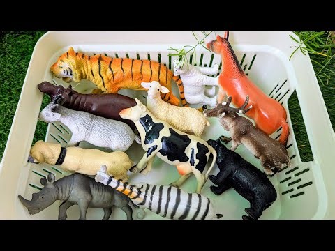 Farm or Zoo? These Animals Will Surprise You! | Fun Animal Facts for Kids