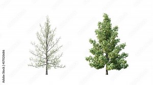 Growing trees on white background.3D animation growth grow from small to large, Norway Maple trees animate in the wind include alpha channel tree. Separated with alpha channels