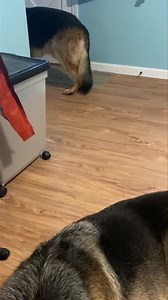 8.7K views · 1.3K reactions | Poor bump, going to take awhile to shake the sedative. Meanwhile, hg is enjoying the new daily tennis ball and Churchill the last marrow bone  | Ten Shakes of Grace | Facebook