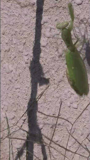 Praying Mantis VS. Spider