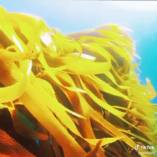 i had to make another edit with this song 🤭 #edit #earthedit #thebeautyofearth #adiemus #adiemusedit #fyp #foryou #nationalgeographic