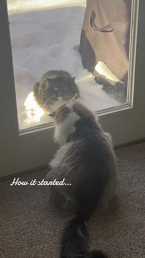 When a stray cat adopts you… #CapCut #straycat #rescuecat #fyp #catlover #kitty #inspiration #rescueanimals #foryou #pleasesupport #foryoupage #catdistributionsystem #adoptme #adoptionjourney #kitten