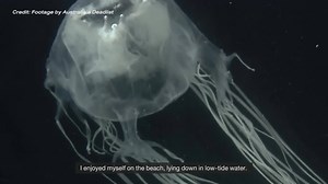 10K views · 132 reactions | A recent deadly box jellyfish attack in...
