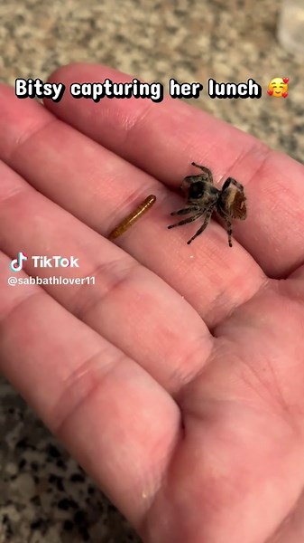 Bitsy the Regal Jumping Spider Enjoys Her Lunch