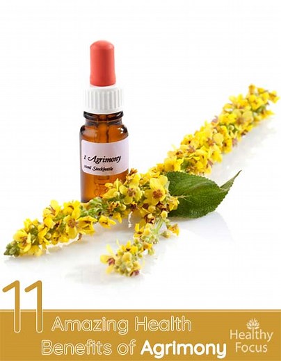 11 Amazing Health Benefits of Agrimony - Healthy Focus