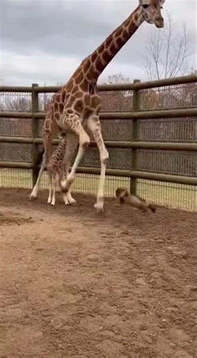 Sudden Violence in the Zoo as Giraffe Kicks Attacking Weasel (