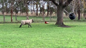 Berany, berany, duc | Káčin zvěřinec | Stream