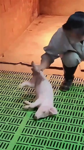 From Helpless to Running: A Piglet's Growth Story