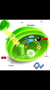 3-D animation of photosynthesis #photosynthesis | Conceptual Biologist