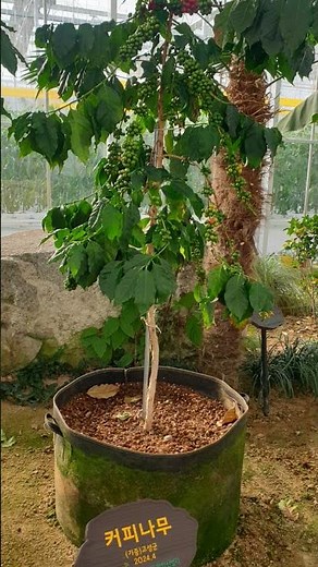 Gyeongnam Smart Farm Innovation Valley, Tropical Crops^^See more~