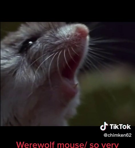 Adorable Werewolf Mouse: A Tiny Rodent that Hunts and Howls