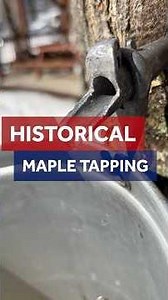 Traditional tapping of maple trees