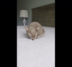 Adorable Short-Legged Minskin Kitten