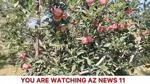 #Watch Don't worry There will be good rates for( Apple 🍎 )growers must take good Marketing Strategy AZ News 11Muzamil Yaqoob #watch #horticulture #Shopian #Kashmir Desk Report: Muzamil Yaqoob. | AZ News 11