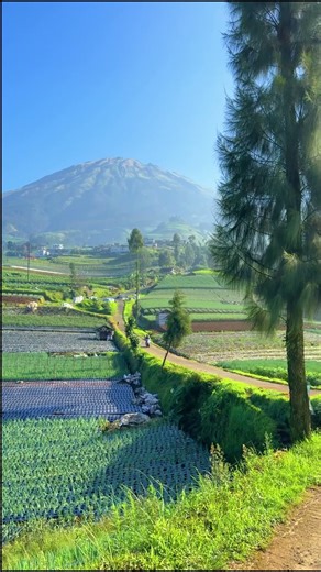 Peaceful morning, Indonesian #nature #village
