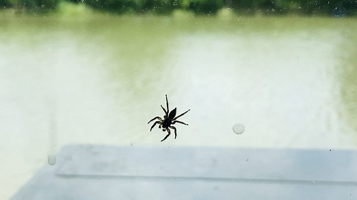 Piqûre d’araignée : photos, allergie et les bons réflexes à adopter