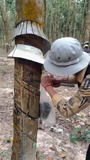 El proceso ancestral de extracción de látex natural transforma árboles vivos en fuentes de riqueza ecológica y económica ⚙️🌿 | Mundo Proceso