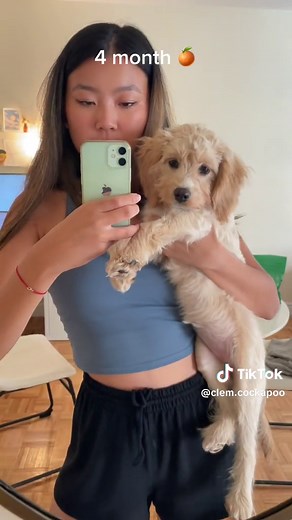 Cockapoo Puppy Growth Transformation