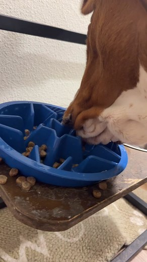 Exploring Basset Hound Traits and Characteristics