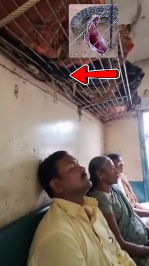 Rock python spotted in train in Bangladesh. | Desiworldfacts