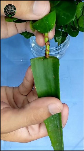 How To Grow Karonda/Carissa Plant with Cuttings #shorts #gardening #tips