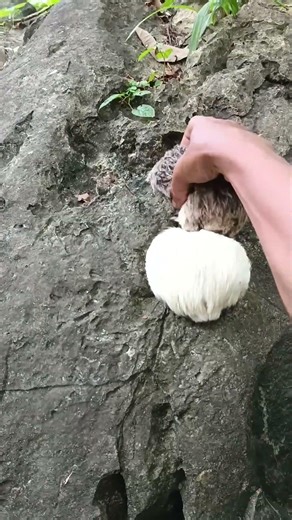 i feel sorry for this animal😔😟 #viralshorts #animals #shorts