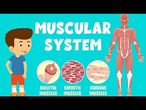 How do your muscles work? Video Lecture | Year 3 Science