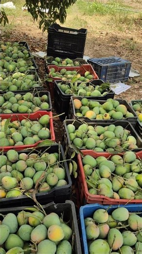 ​"King of Fruits is Ready! 👑"#shorts #trending #farmlife #mangovlog #mangoseason