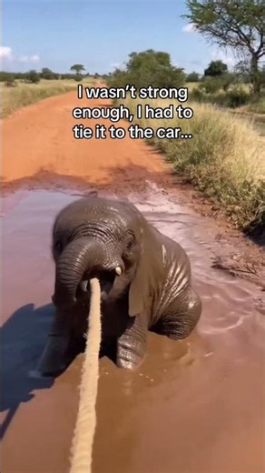 Why can’t we all be like elephants ? #wholesome #animals