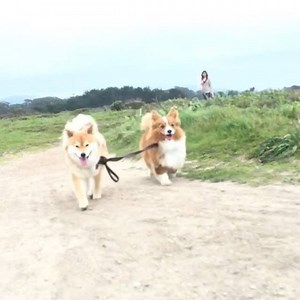 15K views · 1.1K reactions | Quick, this is our chance to escape! | Tira | Facebook