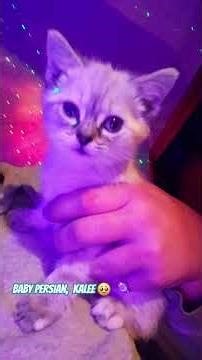 Admiring my baby #trending #baby #kitten #kitty #cat #catvideos #pets #catshorts #foryou #fyp #fypシ