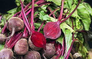 Cultiver les betteraves rouges presque toute l’année au potager