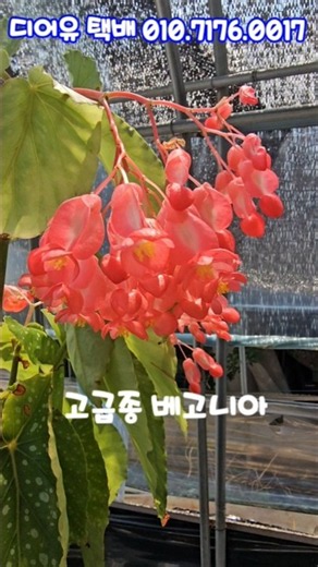 #디어유#고급종베고니아#010.7176.0017