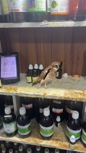 Vari funny video #comedy #funny