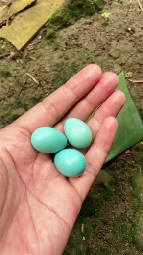 Cek Telur Jalak Suren: Tantangan Ternak Burung