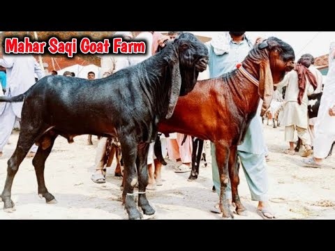 Bakra Mandi Sahiwal ki Update Betal Breeder Bakry | Mahar Saqi Goat Farm