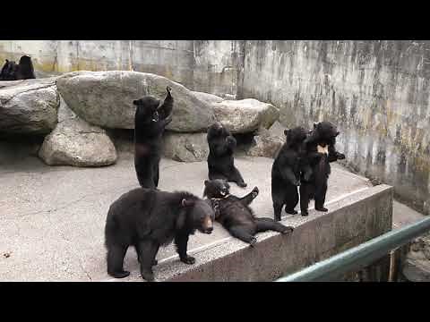 岐阜県 奥飛騨クマ牧場へ子熊に会いに行ってみた、
