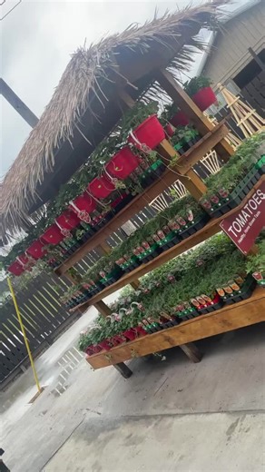 Veggies, herbs, and strawberries are in! #springhilltn #plantsofmiddletn #veggiegarden