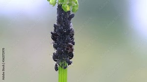 The flock of small black aphids on a stem of a plant. A colony of aphids on a branch of a plant. macro video aphids on branches.