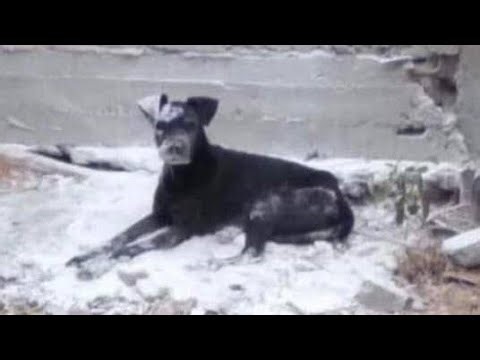 El Perro con Cal (Creppypasta) 😭😭☠️☠️
