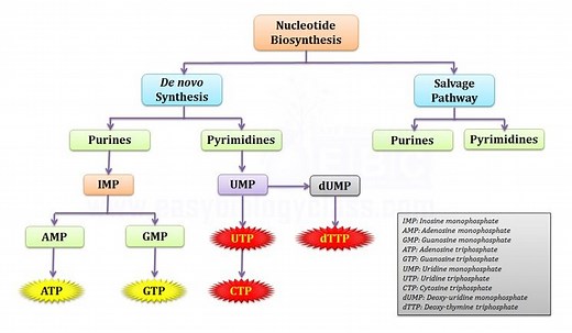 Purine & Pyrimidine Synthesis (de-novo) | EasyBiologyClass