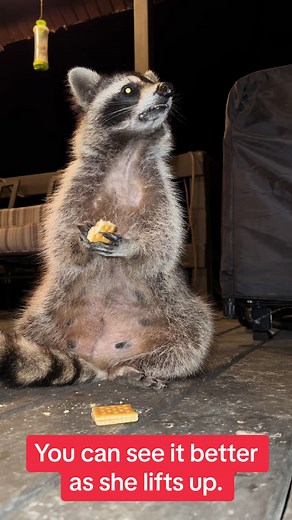 Dan the Three-Legged Raccoon: Maternity Mystery
