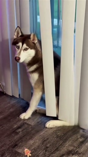 Huskies Being Huskies 😂🐺 | Funny Husky Personality Compilation