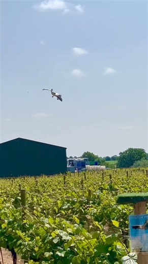 509 reactions · 70 shares | Flying daily! The UK’s biggest free flight spectacular. | WILD Zoological Park | Facebook