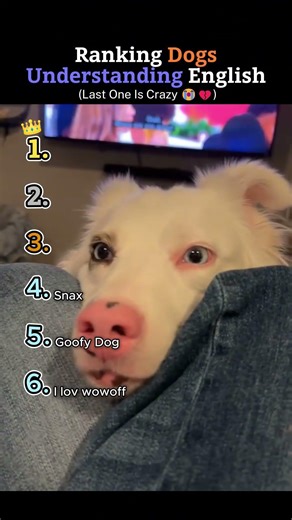 Ranking Dogs Understanding English