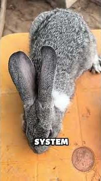 6 reasons Why Rabbits Die Suddenly And How To Prevent It #rabbit #rabbitfarming #bunny #tsuro #pets