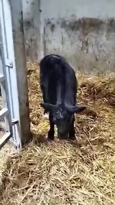 10K views · 113 reactions | The first calf we have seen from BB7383 Top Side Out There. BB7383 is the first polled Belgian blue in Irish AI. This calf is bred James Kelly and is from a AAX cow. | Progressive Genetics | Facebook